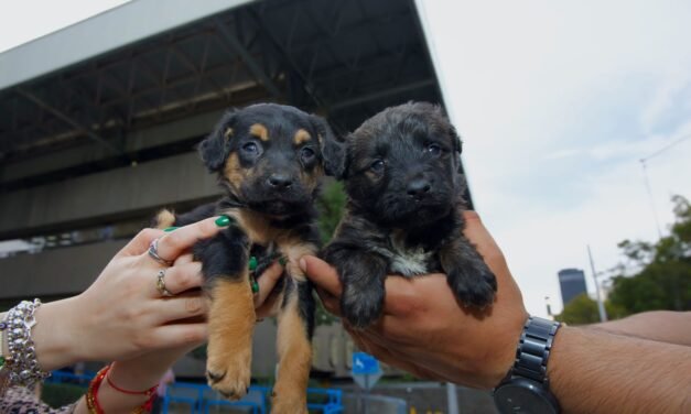 ASEGURAN AUTORIDADES 10 CACHORROS POR VENTA ILEGAL