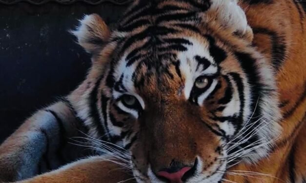 UMA DEL PARQUE MORELOS CUMPLE 23 AÑOS