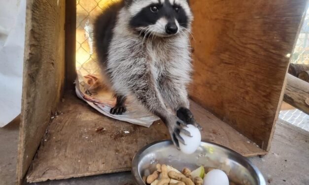 ANIMALES DEL ZOOLÓGICO DEL PARQUE MORELOS TIENEN UN RÉGIMEN ALIMENTICIO ADECUADO PARA MANTENER SU PLENO Y SANO DESARROLLO