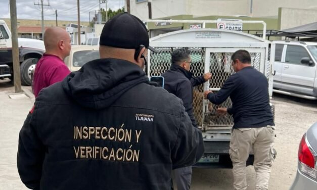RESGUARDA AYUNTAMIENTO DE TIJUANA A MÁS DE 70 PERROS QUE ESTABAN EN CONDICIONES DE HACINAMIENTO