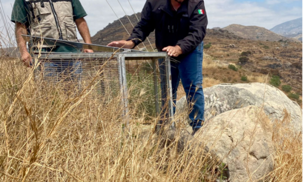 ESPECIALISTAS DE SIMPATT REALIZARON CIRUGÍA A MAPACHE HERIDO, LO CURAN  Y LIBERAN EN SU HÁBITAT