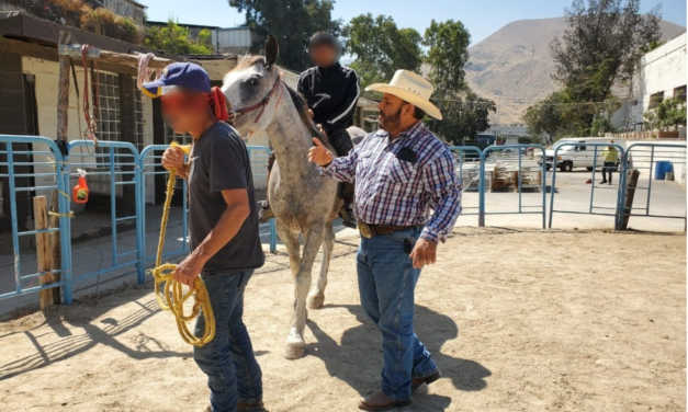 ALCALDESA DE TIJUANA REACTIVA LA EQUINOTERAPIA PARA APOYAR PROCESOS DE REHABILITACIÓN