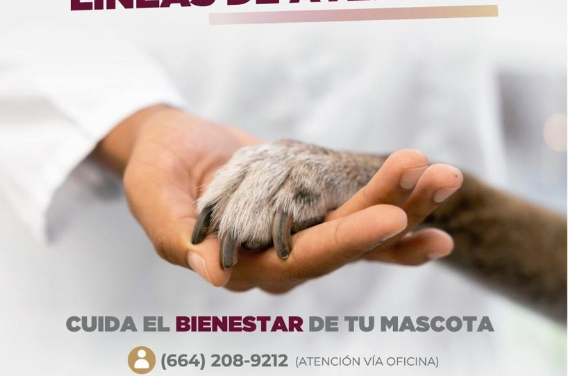 DISPONE CONTROL ANIMAL MUNICIPAL DE NUEVAS VÍAS DE COMUNICACIÓN