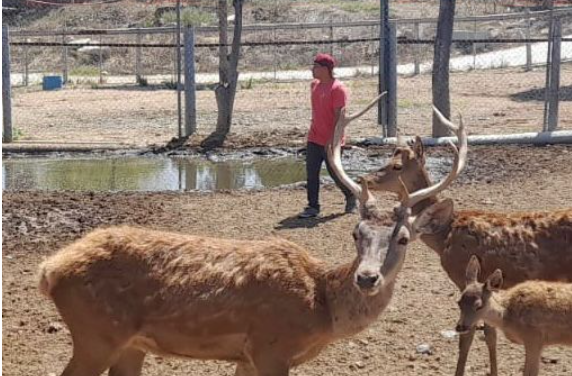COMO MEDIDA PREVENTIVA DESCORNA SIMPATT A OCHO CIERVOS DEL PARQUE MORELOS