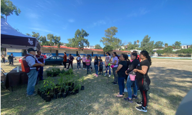 A TRAVÉS DE SEMBRANDO VIDA AYUNTAMIENTO CONTINÚA FORESTANDO TIJUANA