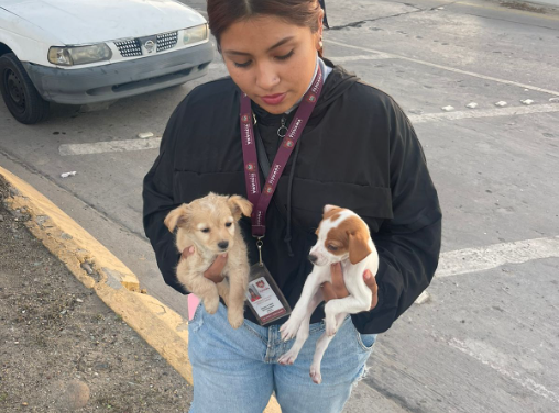 REFUERZA OPERATIVO “NAVIDAD EN ORDEN” COMBATE A LA VENTA ILEGAL DE MASCOTAS