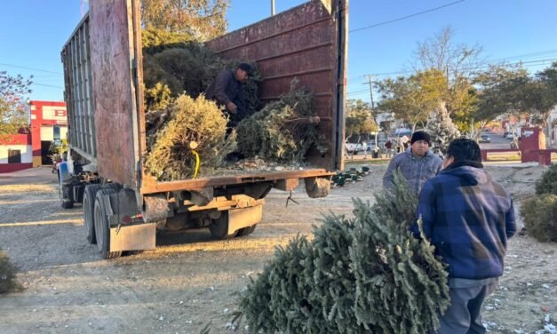 SUMAN MIL 500 PINOS NAVIDEÑOS RECIBIDOS EN LOS CENTROS DE ACOPIO DEL XXIV AYUNTAMIENTO EN 8 DÍAS