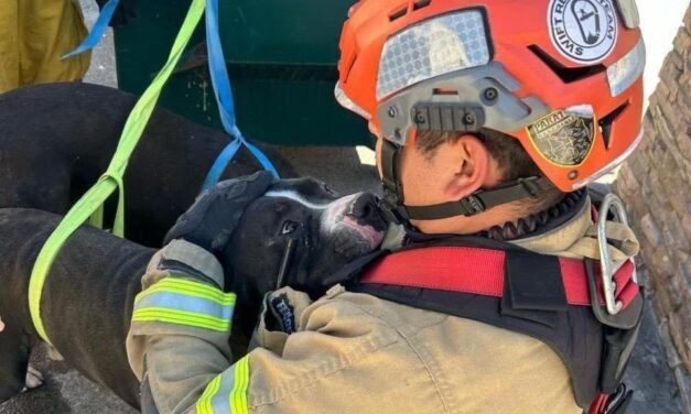 POLICÍAS MUNICIPALES Y BOMBEROS RESCATAN ANIMALES MALTRATADOS