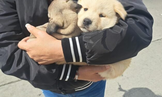 EXHORTA AYUNTAMIENTO DE TIJUANA A DENUNCIAR VENTA ILEGAL DE MASCOTAS