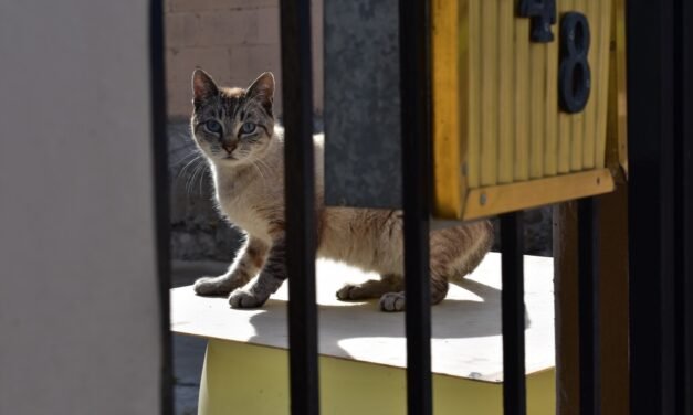 OFRECE PROTECCIÓN CIVIL TIJUANA ETIQUETA PARA AYUDAR A MASCOTAS EN CASO DE EMERGENCIA