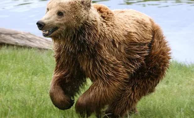 TURISTA ESTUVO A PUNTO DE PERDER LA MANO DESPUÉS DE TOMARSE UNA SELFIE CON UN OSO; «PENSÉ QUE QUERÍA SER AMIGO»