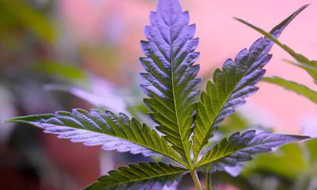 EL CONSUMO DIARIO DE MARIHUANA SUPERA AL DE ALCOHOL EN EE.UU.