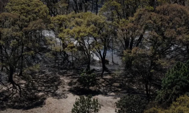 DESCUBREN A JOVEN CRIADA EN EL BOSQUE, AISLADA DE LA SOCIEDAD Y SECUESTRADA POR SU PADRE