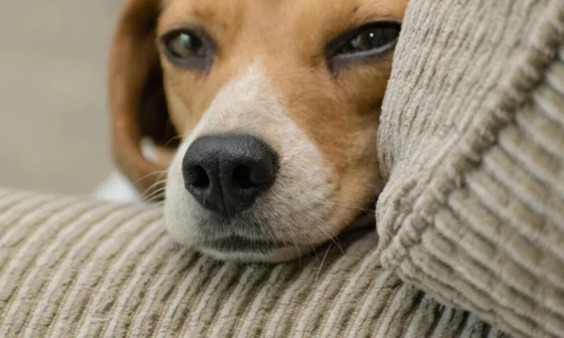 PERROS QUE VIAJEN A ESTADOS UNIDOS DEBERÁN TENER MICROCHIP Y VACUNAS ANTIRRÁBICAS