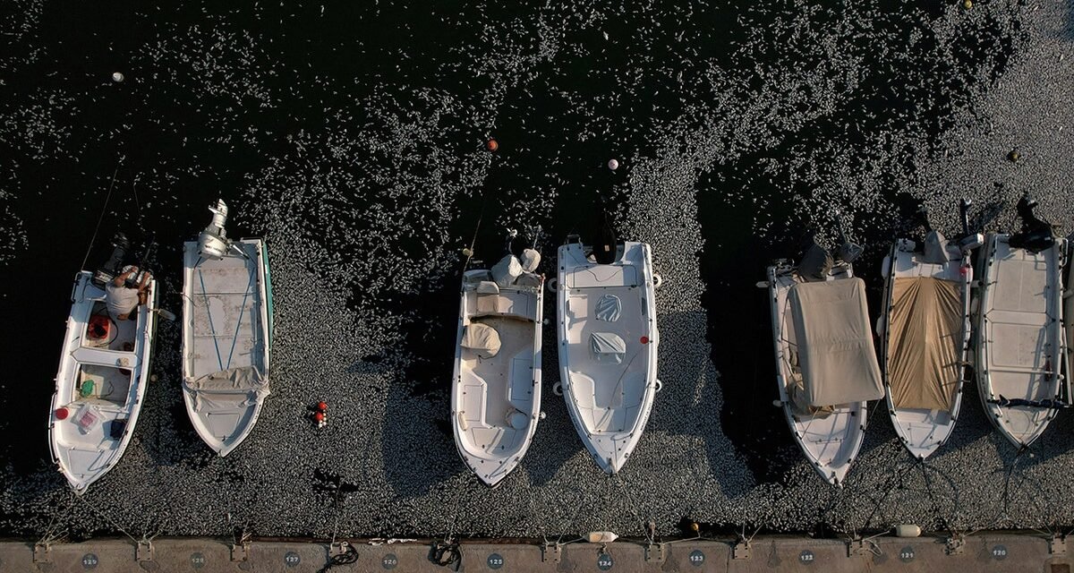 DESASTRE AMBIENTAL EN VOLOS: MILES DE PECES MUERTOS Y OLOR INSOPORTABLE SACUDEN A GRECIA