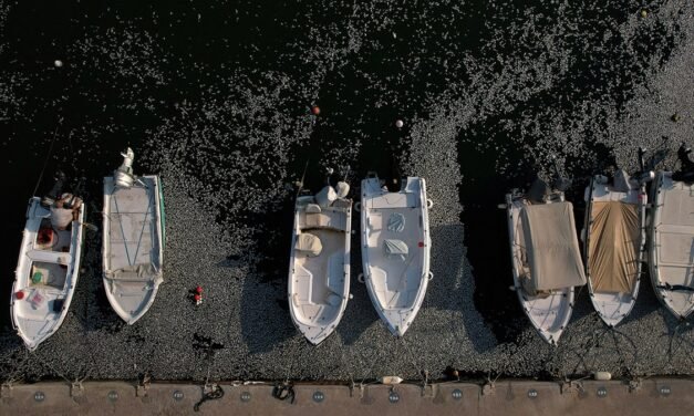 DESASTRE AMBIENTAL EN VOLOS: MILES DE PECES MUERTOS Y OLOR INSOPORTABLE SACUDEN A GRECIA