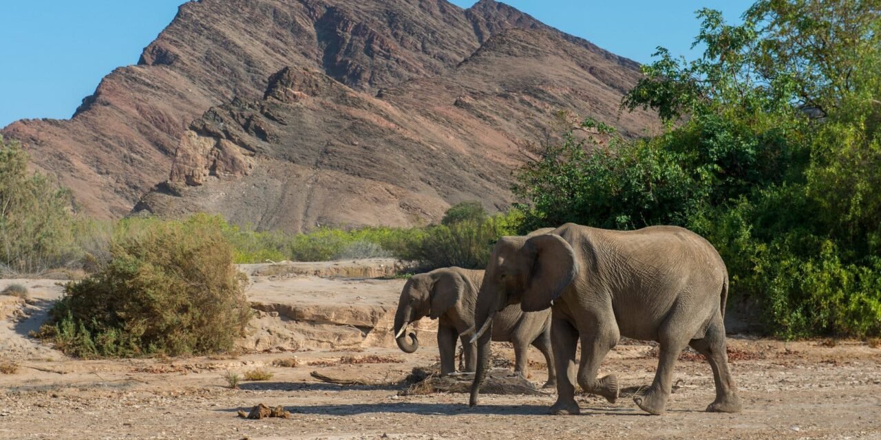 ¡CRISIS EXTREMA! NAMIBIA SACRIFICA ANIMALES SALVAJES PARA ENFRENTAR LA PEOR SEQUÍA EN UN SIGLO