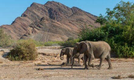 ¡CRISIS EXTREMA! NAMIBIA SACRIFICA ANIMALES SALVAJES PARA ENFRENTAR LA PEOR SEQUÍA EN UN SIGLO