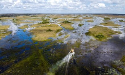 ¿EL MAYOR PROYECTO AMBIENTAL DEL PLANETA? EL GIGANTESCO EMBALSE DE LOS EVERGLADES ENFRENTA DESAFÍOS ÉPICOS