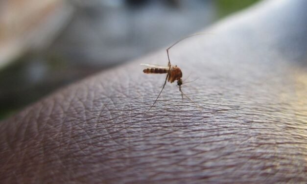 ¡ALERTA EN CHIAPAS! EL DENGUE COBRA MÁS VIDAS Y LOS CASOS SE DISPARAN