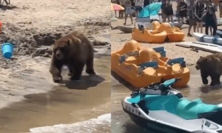 ¡INCREÍBLE ENCUENTRO! OSO DISFRUTA DE UN CHAPUZÓN EN PLAYA CALIFORNIANA FRENTE A TURISTAS