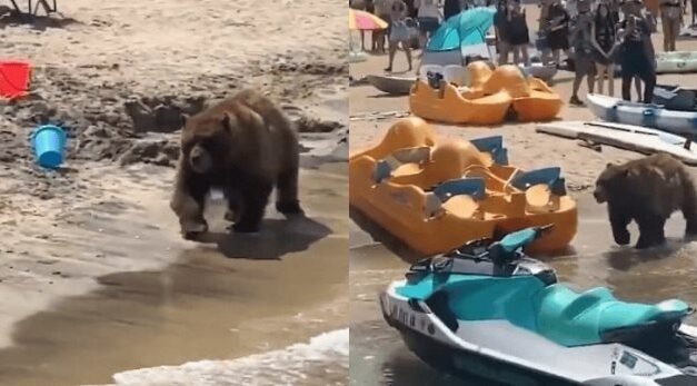 ¡INCREÍBLE ENCUENTRO! OSO DISFRUTA DE UN CHAPUZÓN EN PLAYA CALIFORNIANA FRENTE A TURISTAS