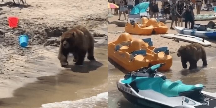 ¡INCREÍBLE ENCUENTRO! OSO DISFRUTA DE UN CHAPUZÓN EN PLAYA CALIFORNIANA FRENTE A TURISTAS