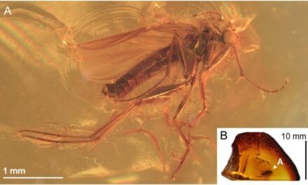 «¡DESCUBREN MOSQUITO PREHISTÓRICO ATRAPADO EN ÁMBAR DESPUÉS DE 40 MILLONES DE AÑOS!»