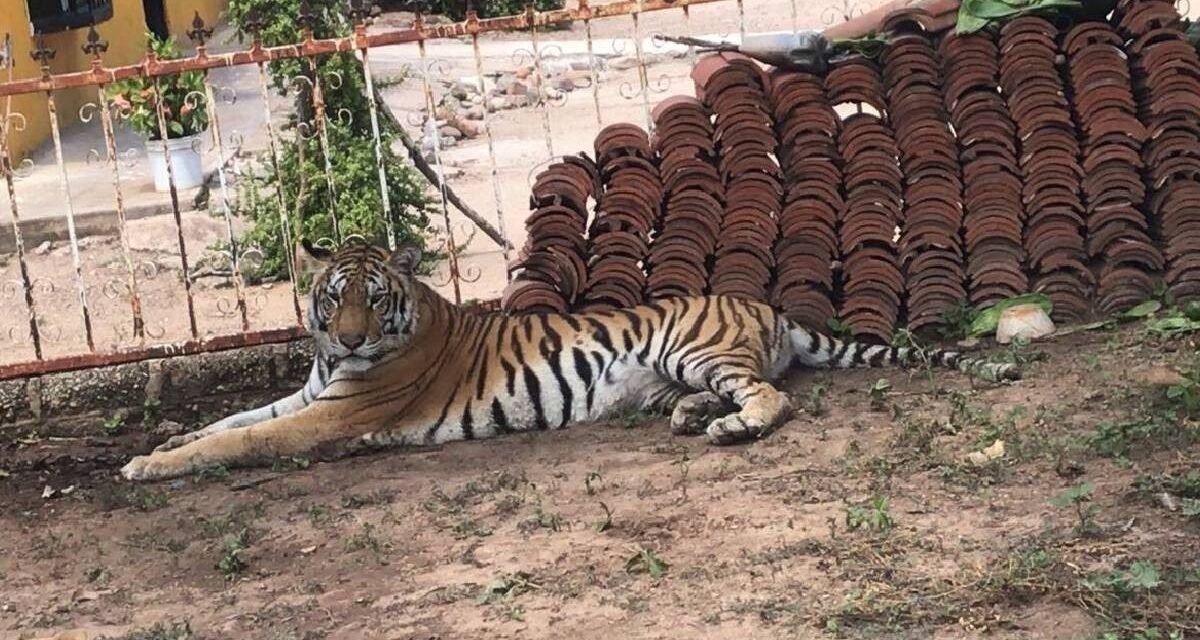 ¡INCREÍBLE! ABANDONAN A TIGRESA FRENTE A UN KÍNDER EN SINALOA Y NADIE LA RESCATA