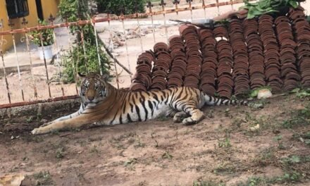 ¡INCREÍBLE! ABANDONAN A TIGRESA FRENTE A UN KÍNDER EN SINALOA Y NADIE LA RESCATA