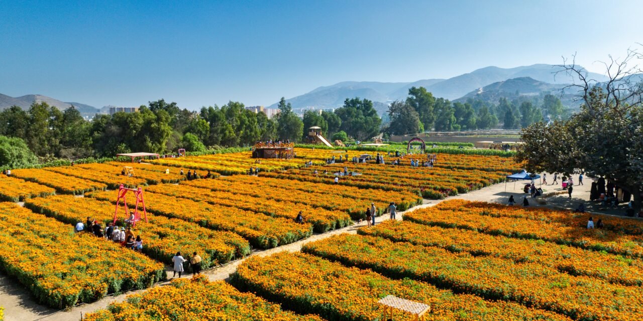 PRESENTA SECTURE LA ’RUTA DE LAS FLORES’ DE BAJA CALIFORNIA