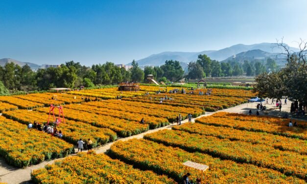 PRESENTA SECTURE LA ’RUTA DE LAS FLORES’ DE BAJA CALIFORNIA