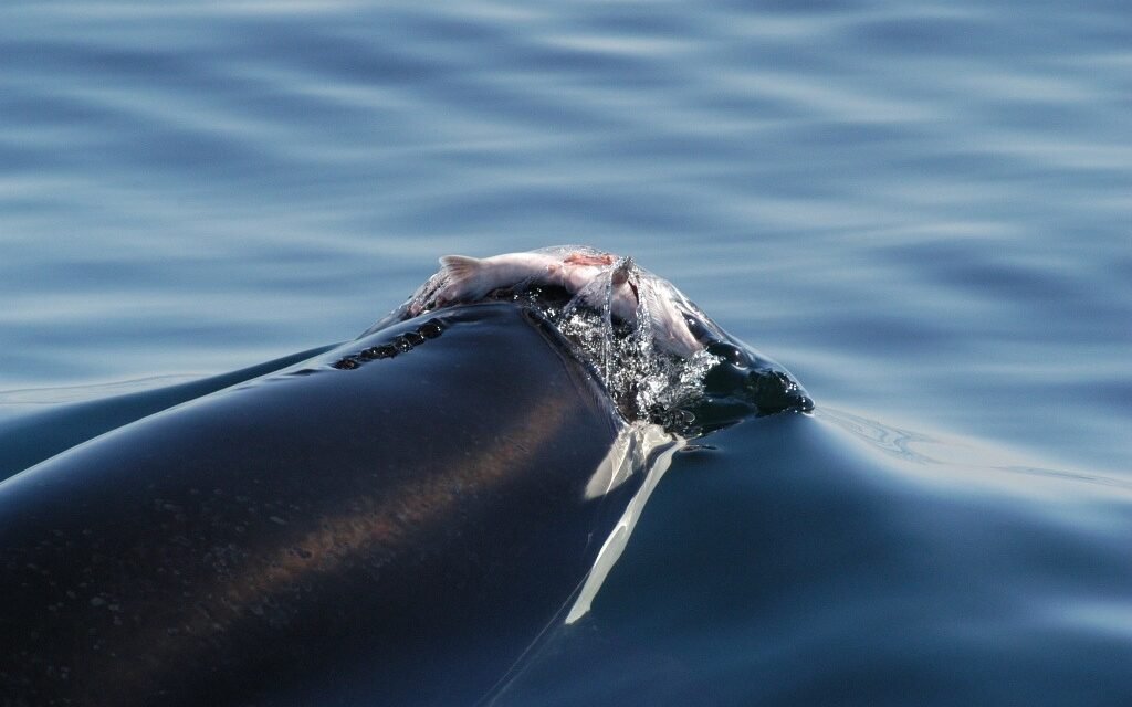 ¿POR QUÉ LAS ORCAS ESTÁN USANDO SALMONES MUERTOS COMO SOMBREROS? ¡EL MISTERIO RESURGE 40 AÑOS DESPUÉS!