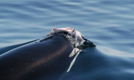 ¿POR QUÉ LAS ORCAS ESTÁN USANDO SALMONES MUERTOS COMO SOMBREROS? ¡EL MISTERIO RESURGE 40 AÑOS DESPUÉS!