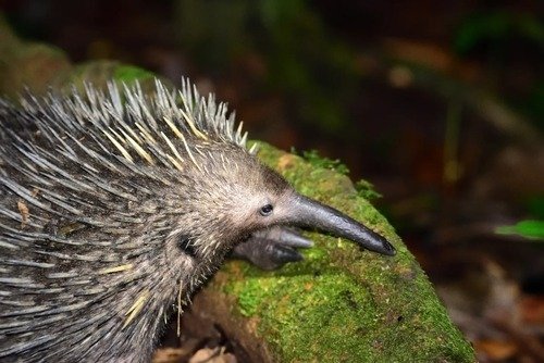 CIENTÍFICOS REDESCUBREN EN LA SELVA DE INDONESIA UN ANIMAL EXTINTO: EL «ERIZO-HORMIGUERO»