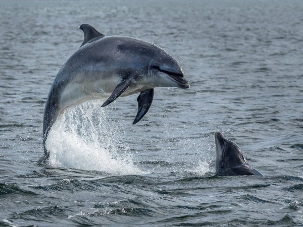 DELFINES EXPUESTOS A FÁRMACOS EN EL GOLFO: ESTUDIO REVELA HALLAZGOS PREOCUPANTES