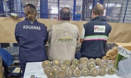 ASEGURAN CACTÁCEAS PROTEGIDAS EN AICM; INVESTIGAN TRÁFICO ILEGAL