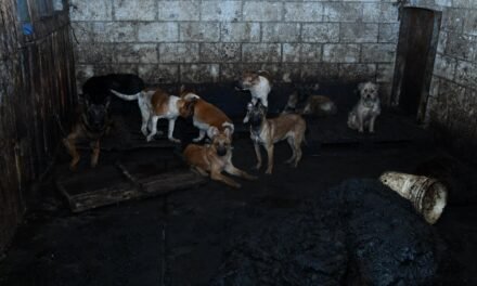 RESCATAN A MÁS DE 100 PERROS EN EDOMEX TRAS DENUNCIAS VECINALES